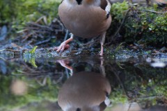 2303_appelvink_004