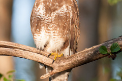 2004_buizerd_171