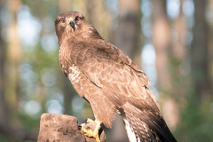 2004_buizerd_277