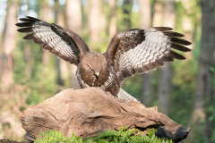 2004_buizerd_006