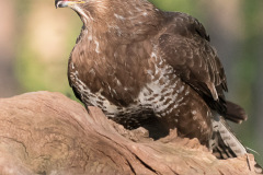 2004_buizerd_017
