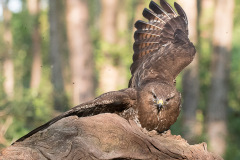 2004_buizerd_057