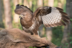 2004_buizerd_068