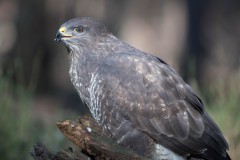 2303_buizerd_020-2