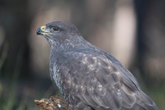 2303_buizerd_039-2
