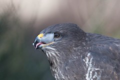2303_buizerd_057