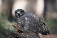 2303_buizerd_071-2