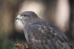 2303_buizerd_076-2