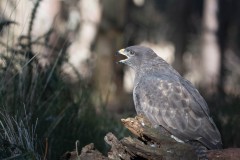 2303_buizerd_083-2