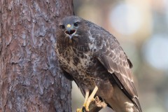 2303_buizerd_156