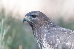 2303_buizerd_172