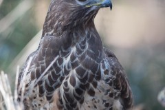 2303_buizerd_192
