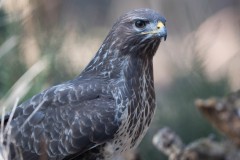 2303_buizerd_200