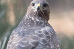 2303_buizerd_255