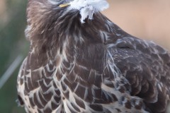 2303_buizerd_301