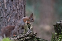 2304_eekhoorn_121