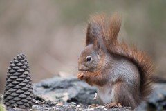 2304_eekhoorn_147-2