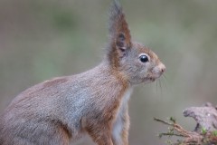 2304_eekhoorn_174-2