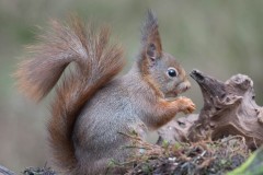 2304_eekhoorn_184-2