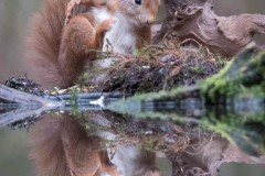 2304_eekhoorn_207