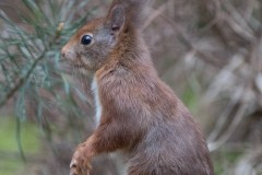 2304_eekhoorn_294