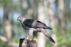 2004_havik_145