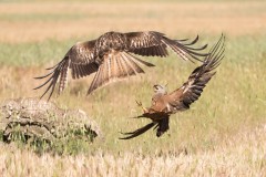 2305_zwarte-wouw_250
