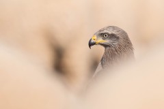 2305_zwarte-wouw_298-2