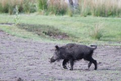 2205_zwijn_392