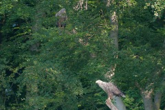 0907_zeearend_001-2