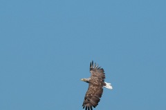 0907_zeearend_009-2