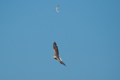 0907_zeearend_011-2