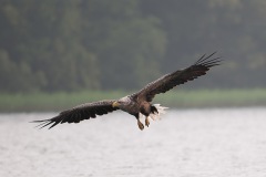 0907_zeearend_017-3