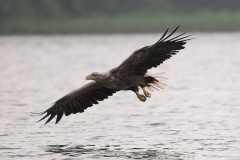 0907_zeearend_020-3