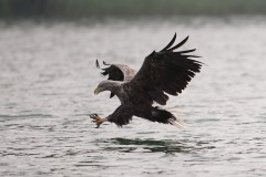 0907_zeearend_023-3