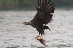 0907_zeearend_027-3