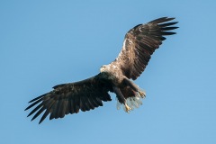 0907_zeearend_029-2