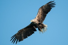 0907_zeearend_030-2