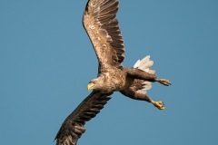 0907_zeearend_031-2