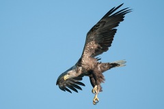 0907_zeearend_034-2