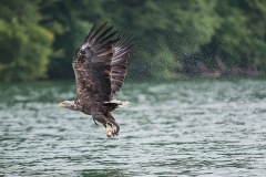 0907_zeearend_043-3