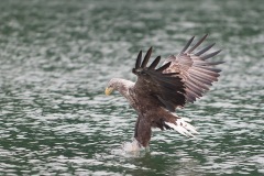 0907_zeearend_066-2