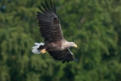 0907_zeearend_069