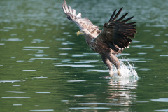 0907_zeearend_078