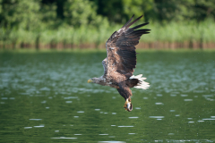 0907_zeearend_080