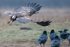 2201_zeearend_009-2