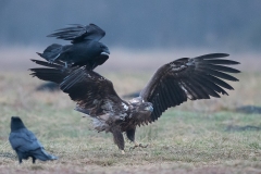 2201_zeearend_014-2