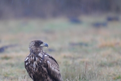 2201_zeearend_024