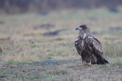 2201_zeearend_027