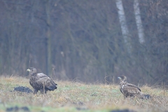 2201_zeearend_154